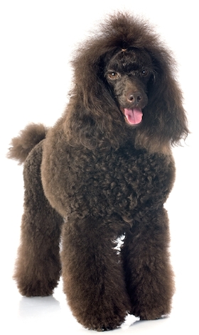 SSL - POODLE