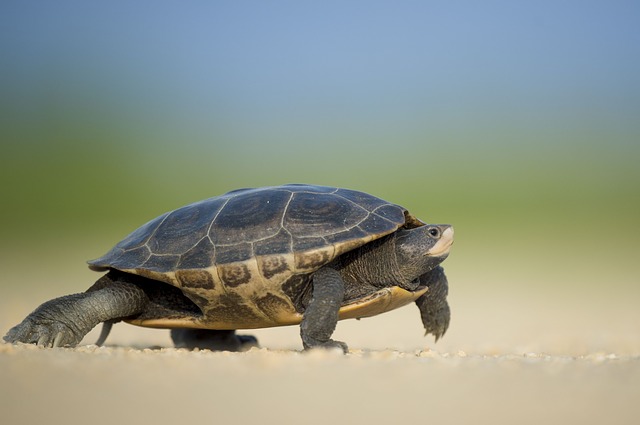 turtle walking slowly