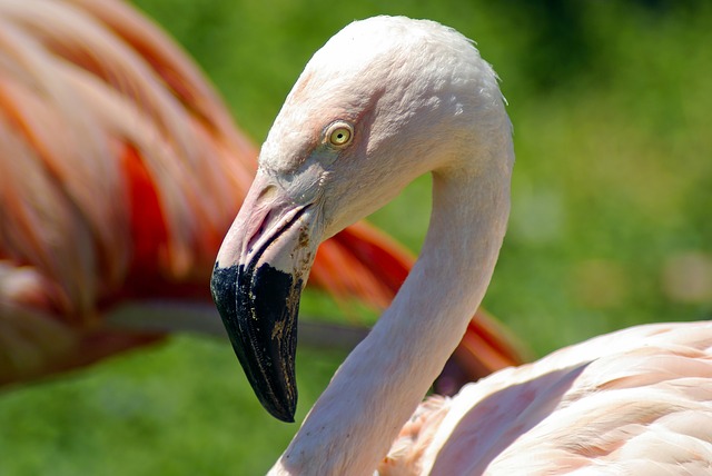 Flamingo at the Henry Vilas Zoo